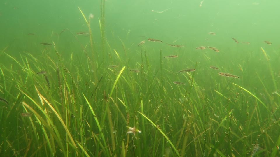 Foto fra Kongsøre 2017 fra dengang havbunden stadig var smuk. Foto: Jan Henningsen
