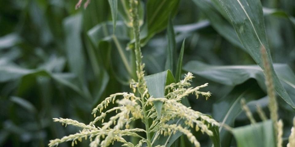 GMO, glyfosat, pesticider, modstand