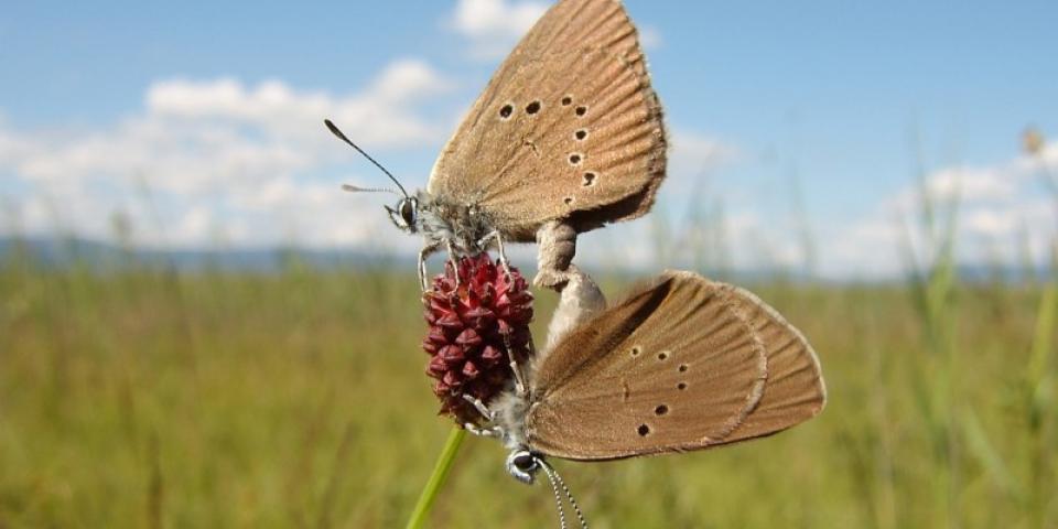 FoE Biodiversity