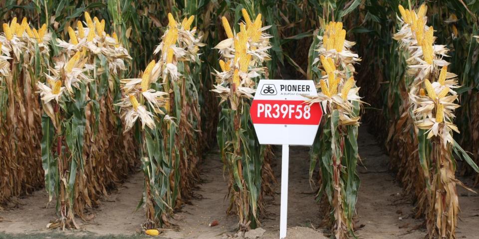 GMO-majs majs