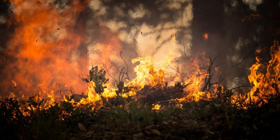 skovbrand skovbrand