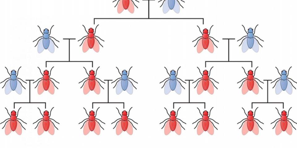 gene drives gene drives