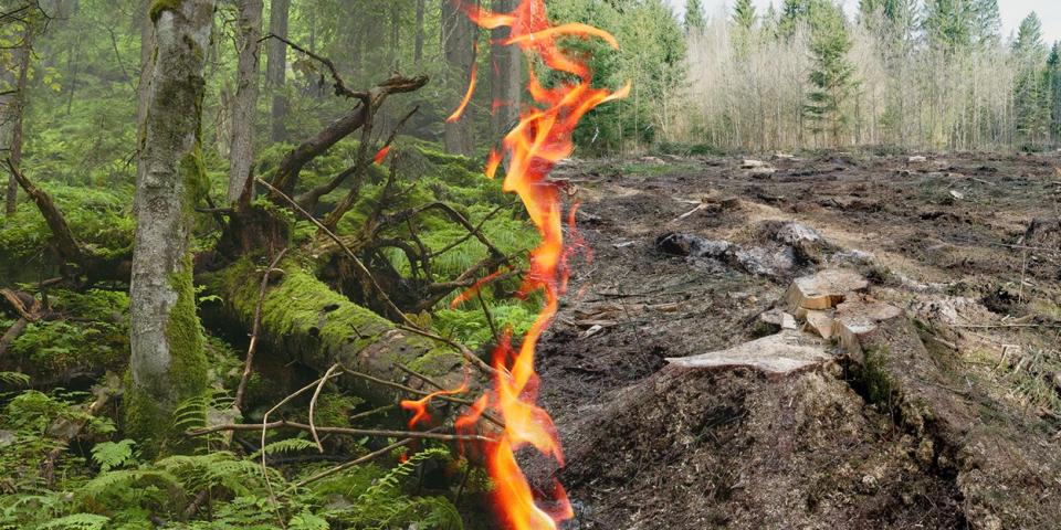 Burning forest. Foto: Partnership for Policy Integrity bioenergi