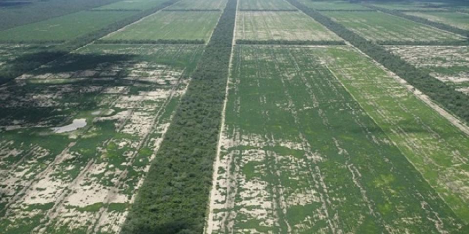 Afskovning til sojamarker i Chaco, Paraguay. Foto: Friends of the Earth EWNI Sojamarker i Paraguay