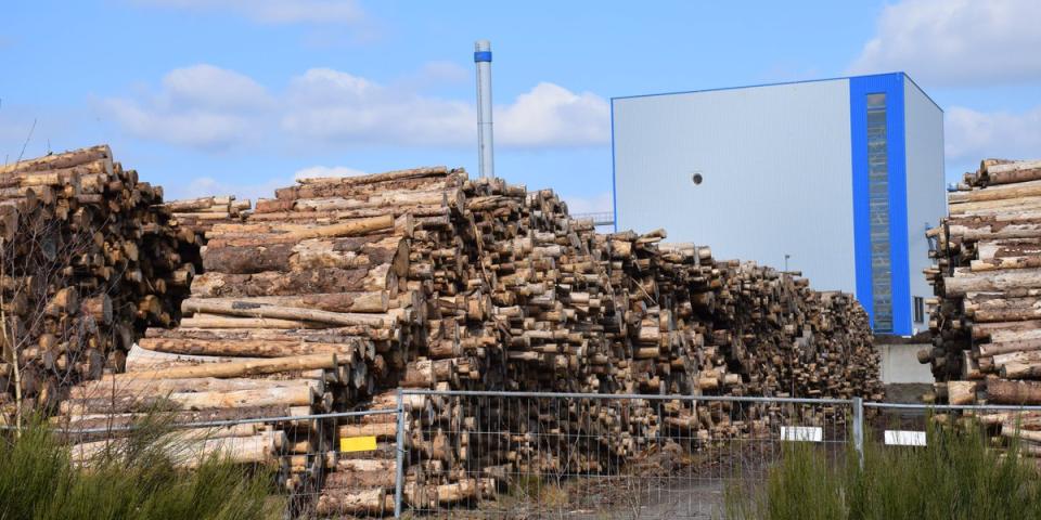 Træstammer der venter på at blive brændt af. Foto: Forest Defenders Alliance Biomasse
