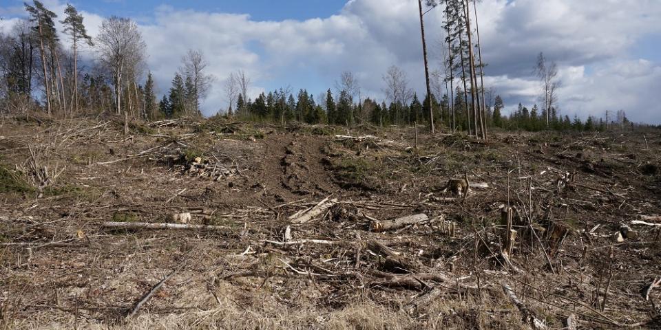 Clearcut i Tammiku village, Estland. Foto: Liina Steinberg Estland