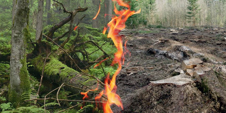 Grafik: Forest Defenders biomasse