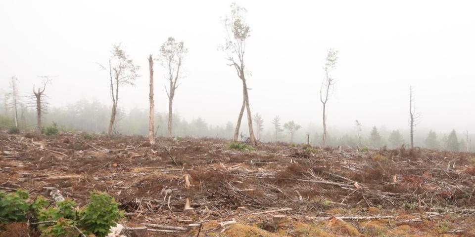Clearcut i Nova Scotia, Canada. Foto: Ray Plourde, Ecology Action Centre Nova Scotia
