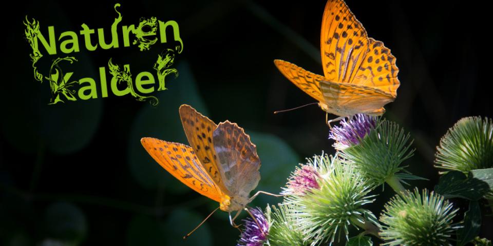 Naturen Kalder Sommerfugle og logo