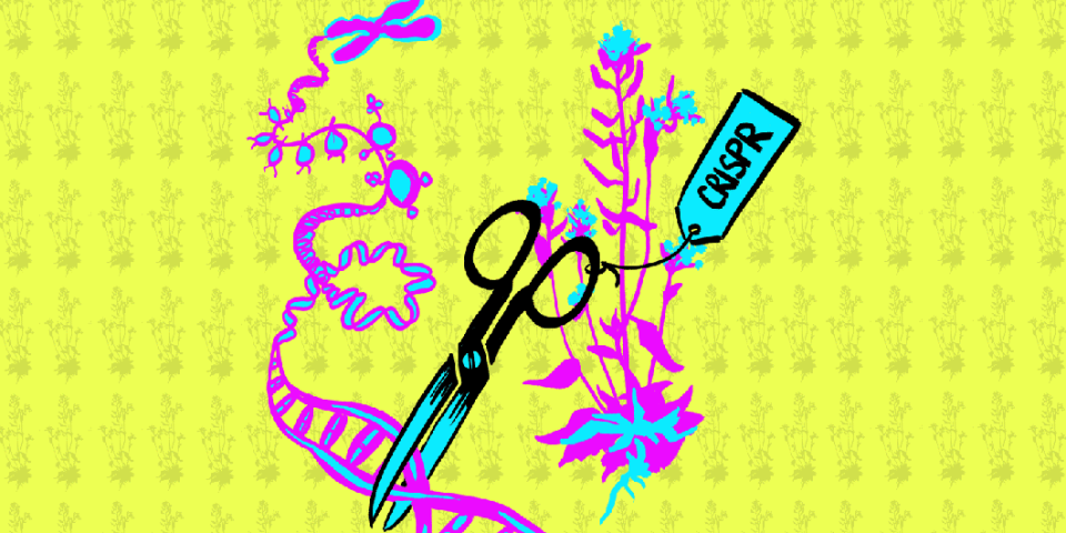 CRISPR CRISPR