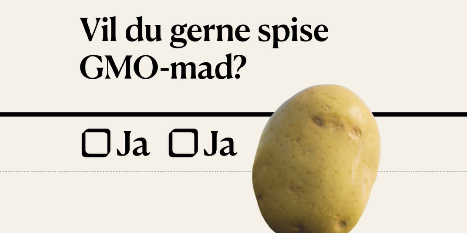 gmo potato gmo potato